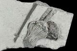 Crinoid (Platycrinites) With Gastropod - Crawfordsville, Indiana #130159-3